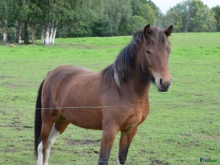 hästar Snart 4-årig isländskt sto till salu i Jämtland i Alsen - Annons 6