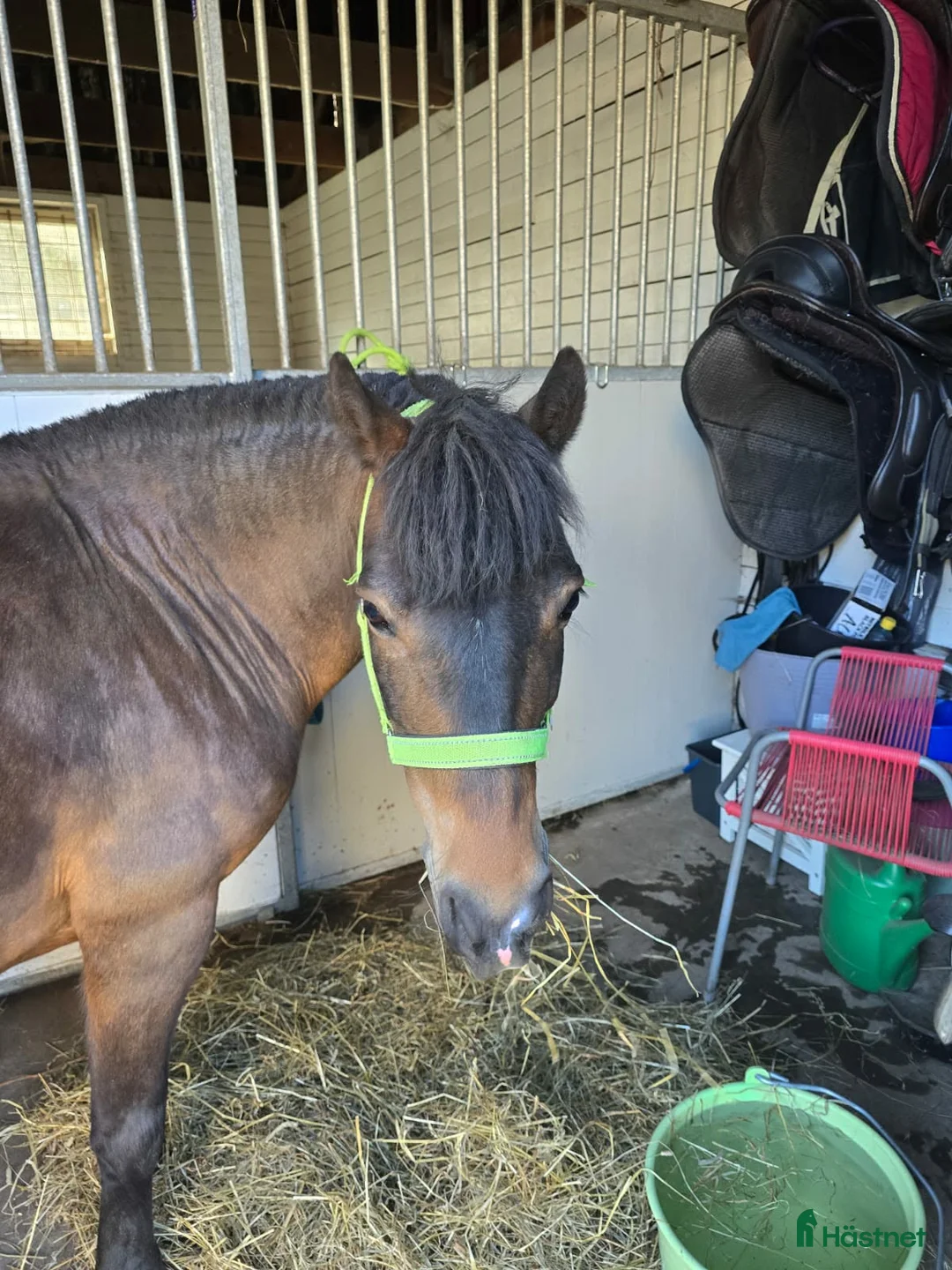  medryttarhäst finnes: Ponnys söker medryttare  i Mölnlycke - Annons 5
