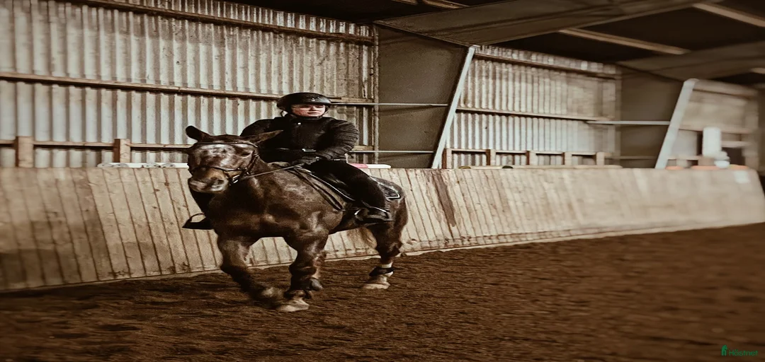 Galleribild {{count}}