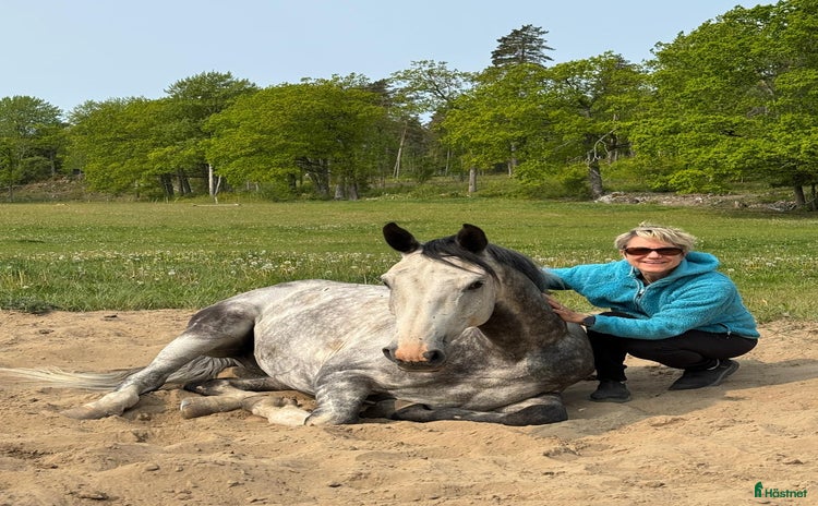  medryttarhäst finnes i Västerhaninge - Annons 18