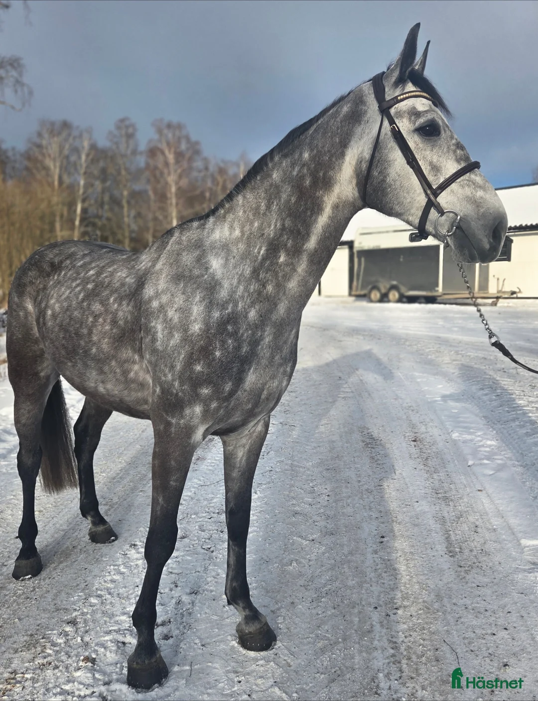 Hoppning hästar till salu: Grön 5åring med kvalitéer i Tranås - Annons 2