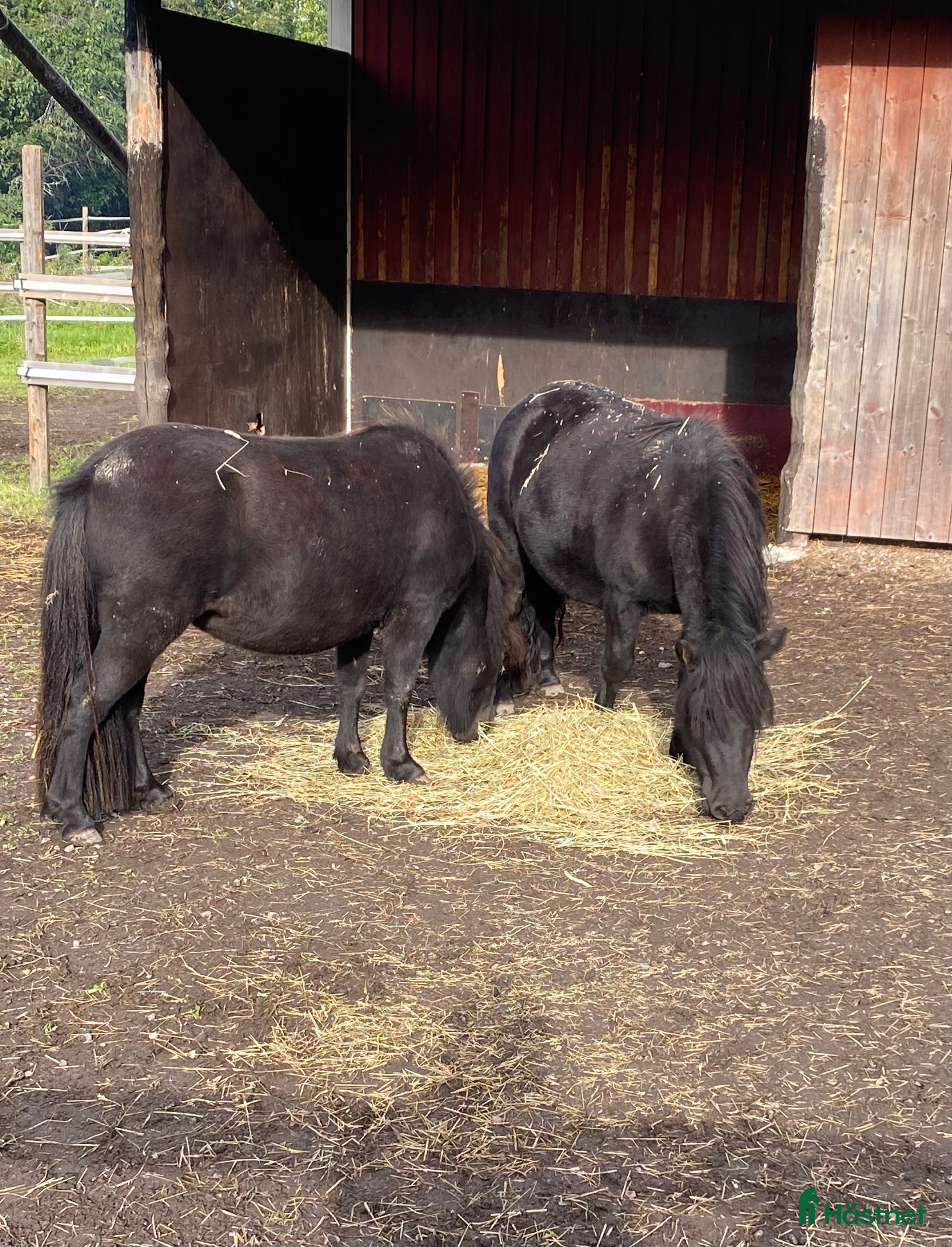  foderhäst Shettisar utlånas  i Enhörna - Annons 12