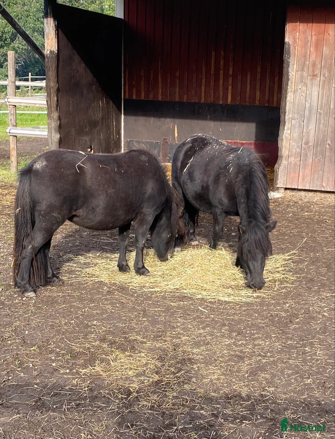  foderhäst finnes: Shettisar utlånas  i Enhörna - Annons 1