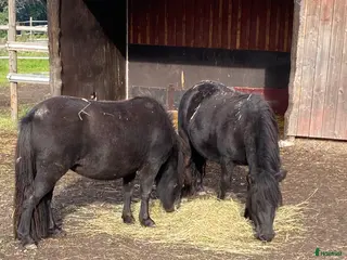 foderhäst Shettisar utlånas i Enhörna - Annons 12