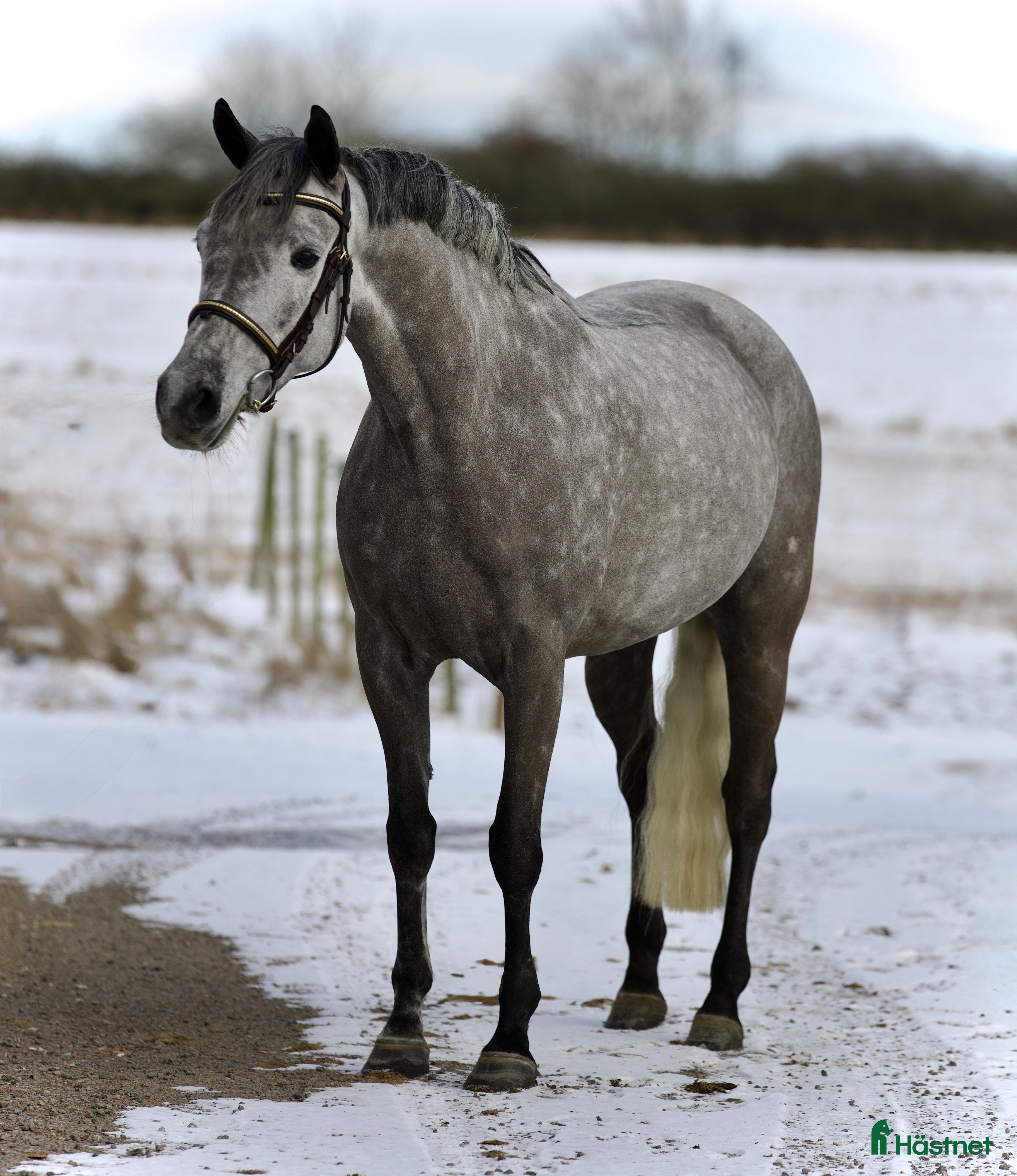  hästar VACKER PONNY FÖR SPORTEN 🩷 i Helsingborg - Annons 3