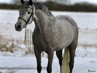 hästar VACKER PONNY FÖR SPORTEN 🩷 i Helsingborg - Annons 3