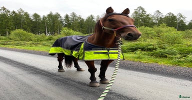  hästar i Älmhult - Annons 15
