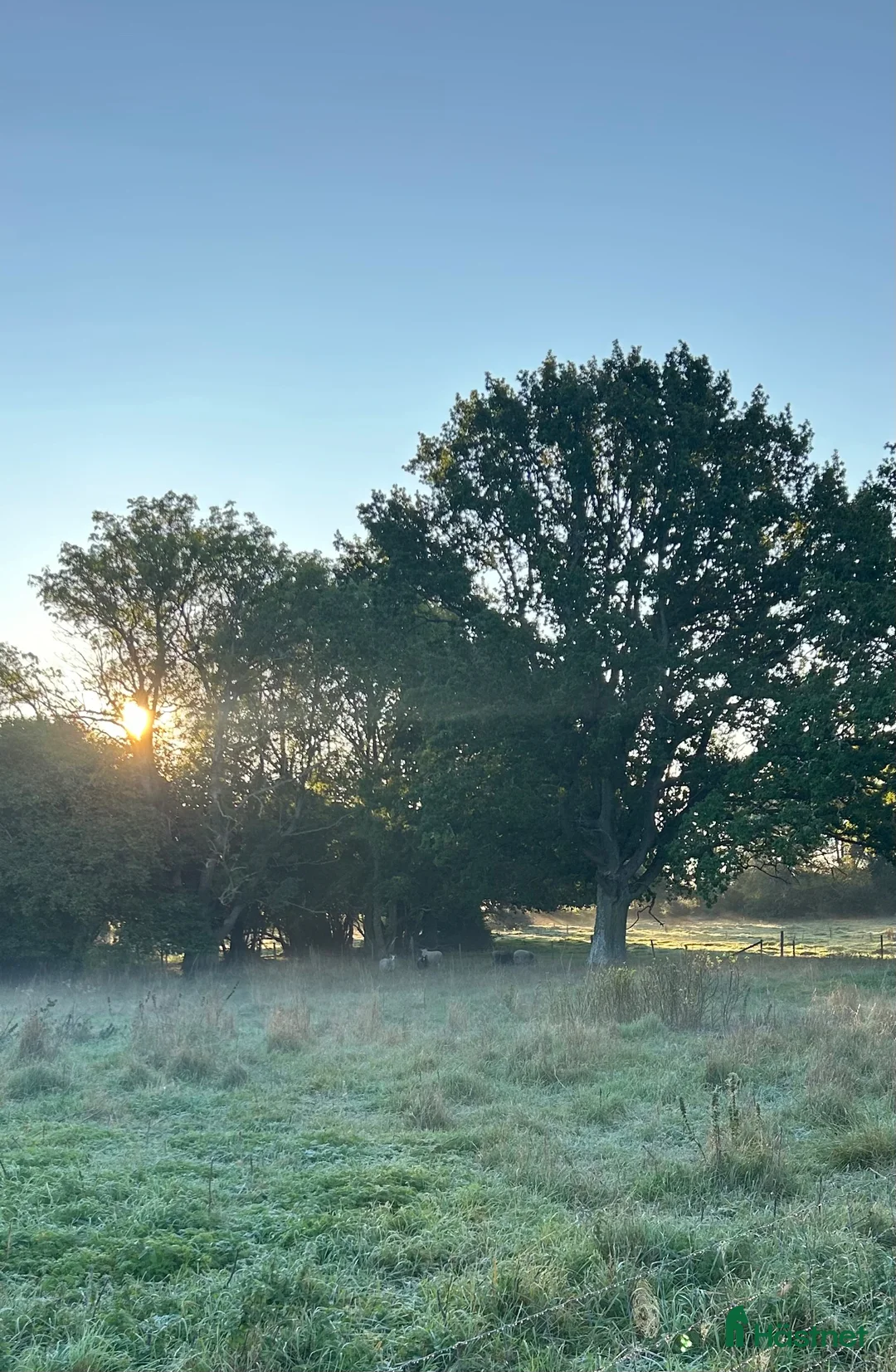 Allround hästar sökes: Söker trygg skogsmulle till för alltid-hem  i Visby - Annons 1