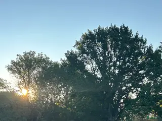 hästar Söker trygg skogsmulle till för alltid-hem - Annons 1