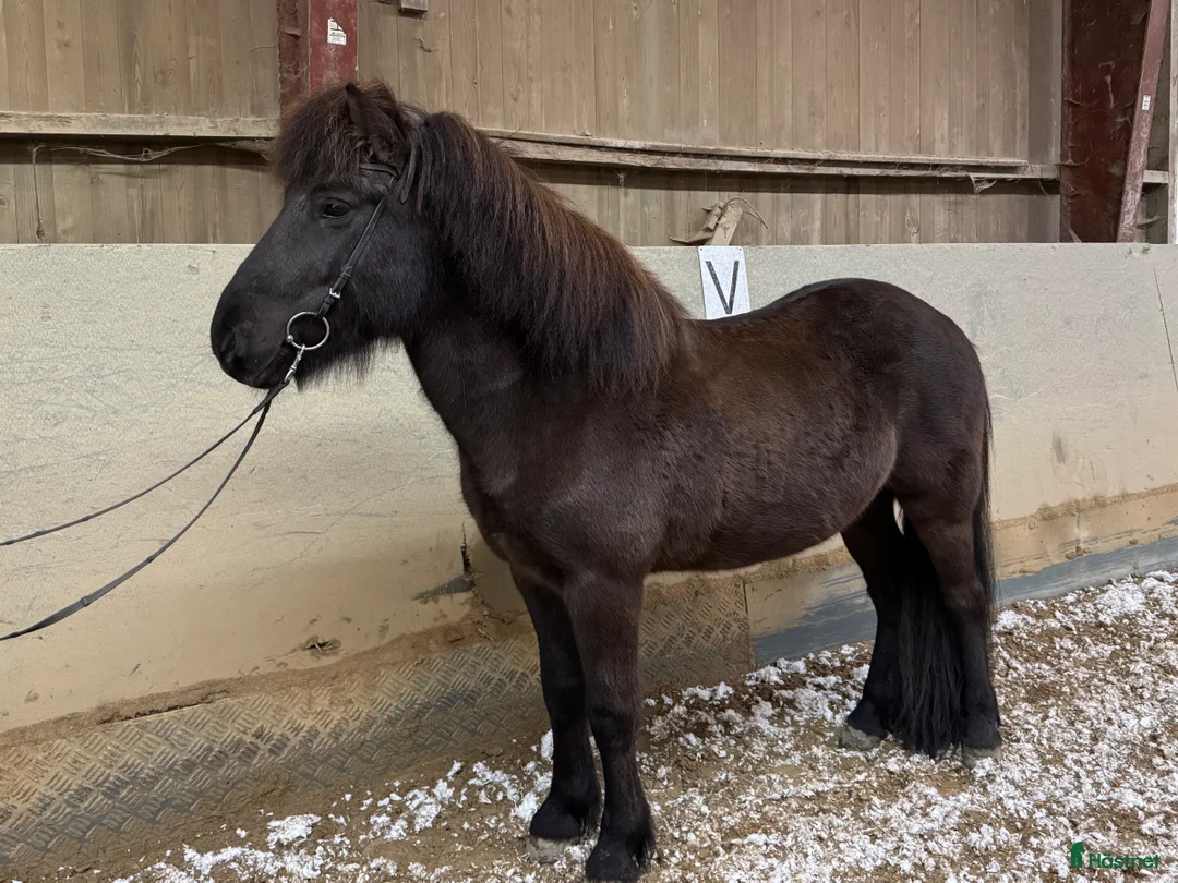 Island hästar till salu: Fantastisk vallak i Skanderborg - Annons 2