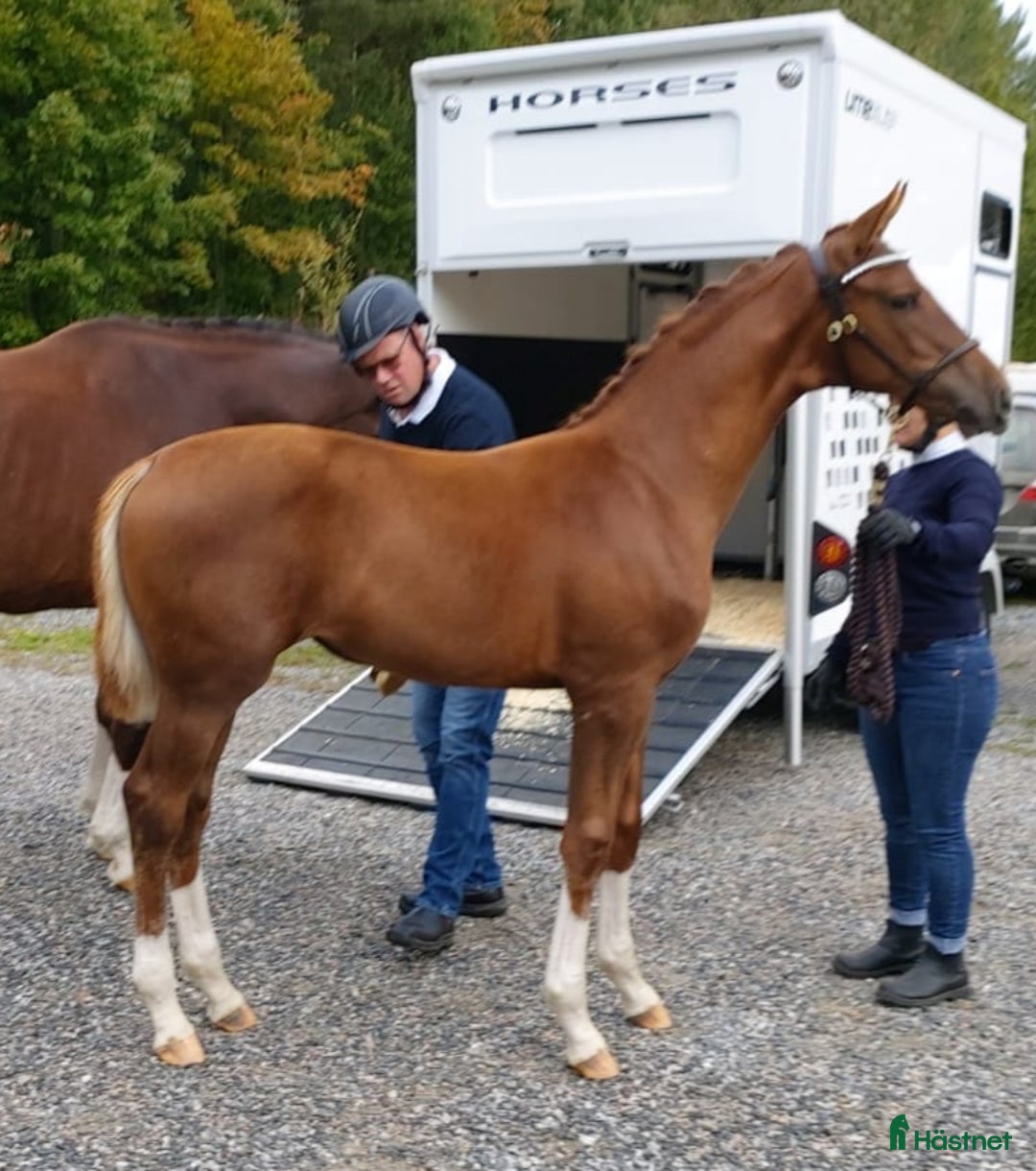 Dressyr hästar till salu: Gångart/Diplomsto -2021 i Örebro - Annons 3