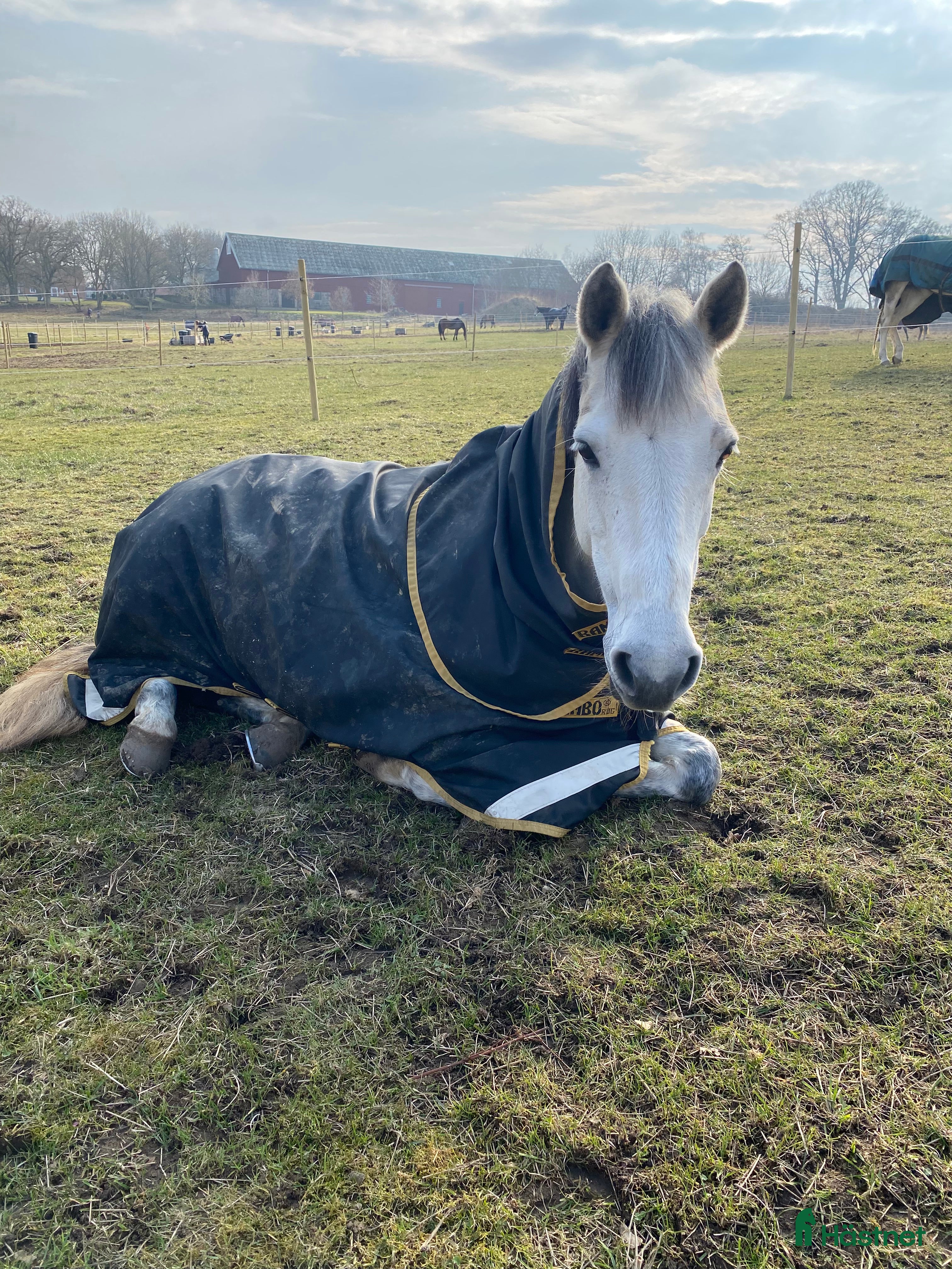  hästar Vill du bli Smokeys nya bästis?  i Viken - Annons 20