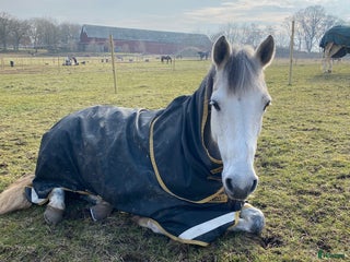 Övrigt hästar till salu: Vill du bli Smokeys nya bästis? i Viken - Annons 1