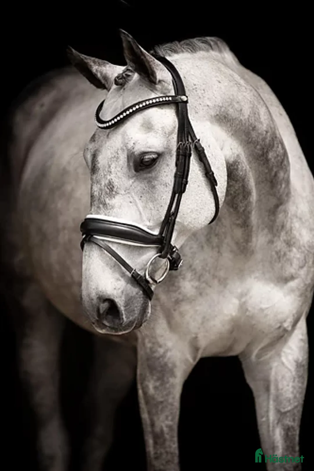 Träns hästutrustning till salu: Lippo supreme intergo grande s - Annons 3