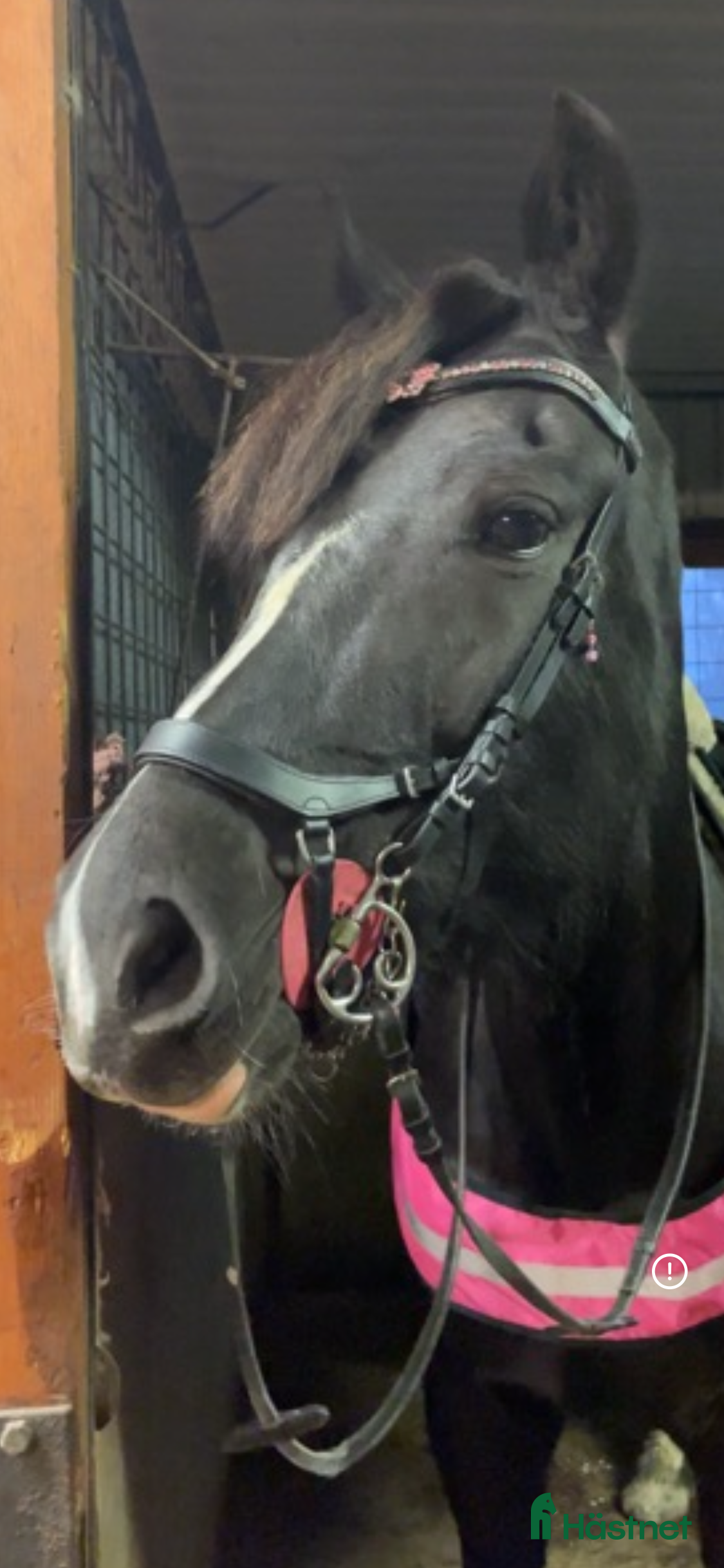 Träns hästutrustning Träns från hööks i Ås - Annons 1