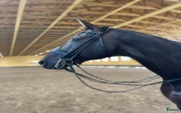 Dressyr hästar till salu: Fantastisk häst för Lilla Rundan/J/YR i Linköping - Annons 5