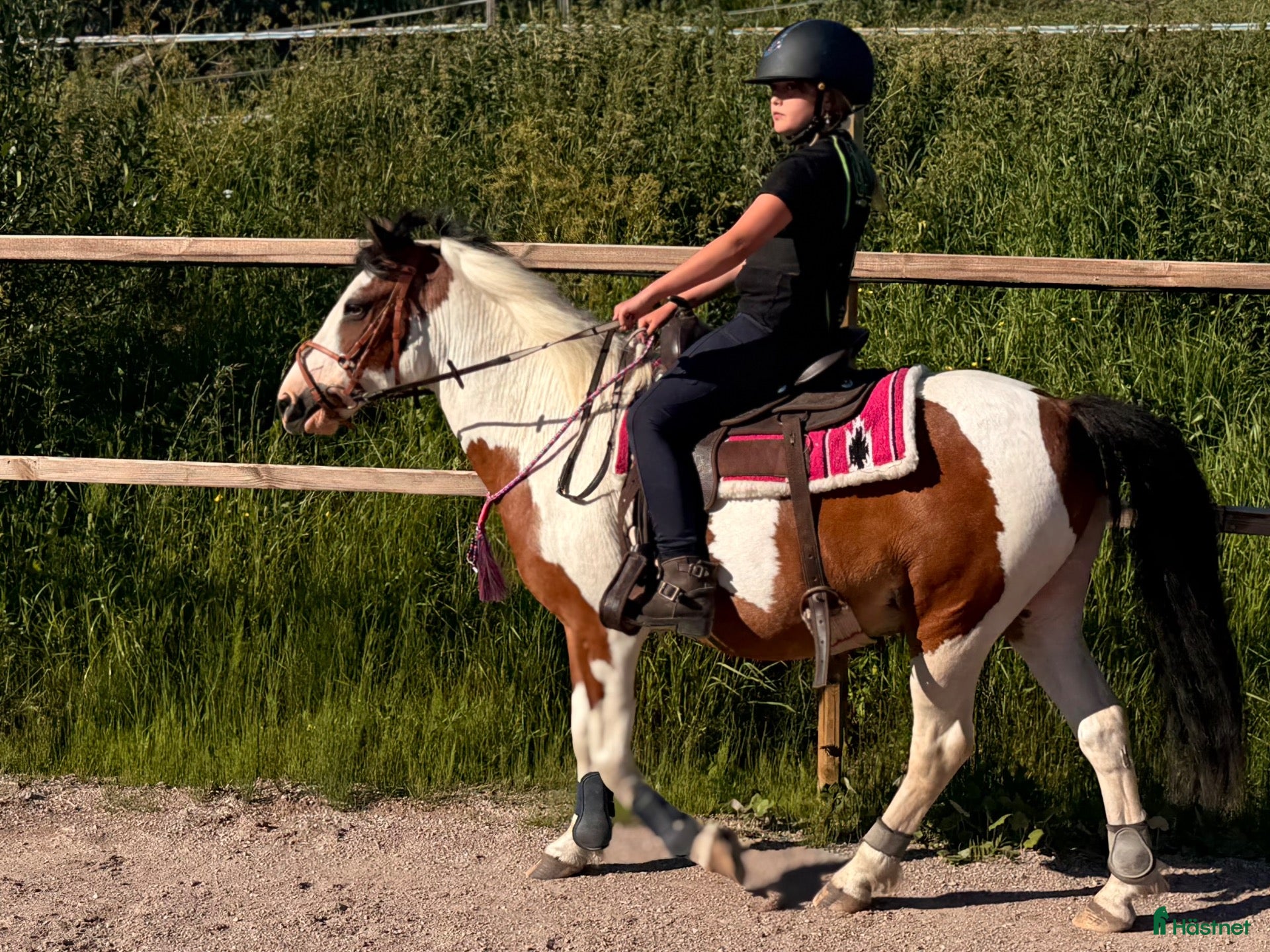  hästar Världens bästa maxade B-ponny - Annons 1