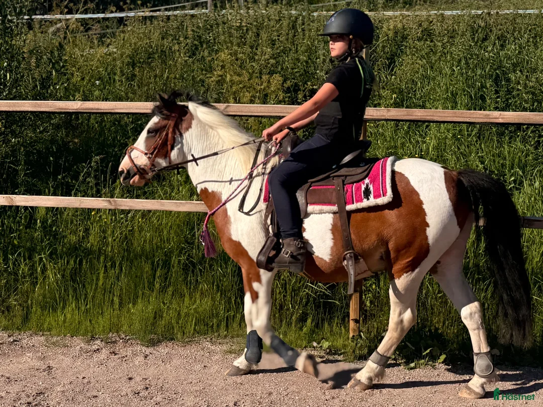 Allround hästar till salu: Världens bästa maxade B-ponny i Rättvik - Annons 1