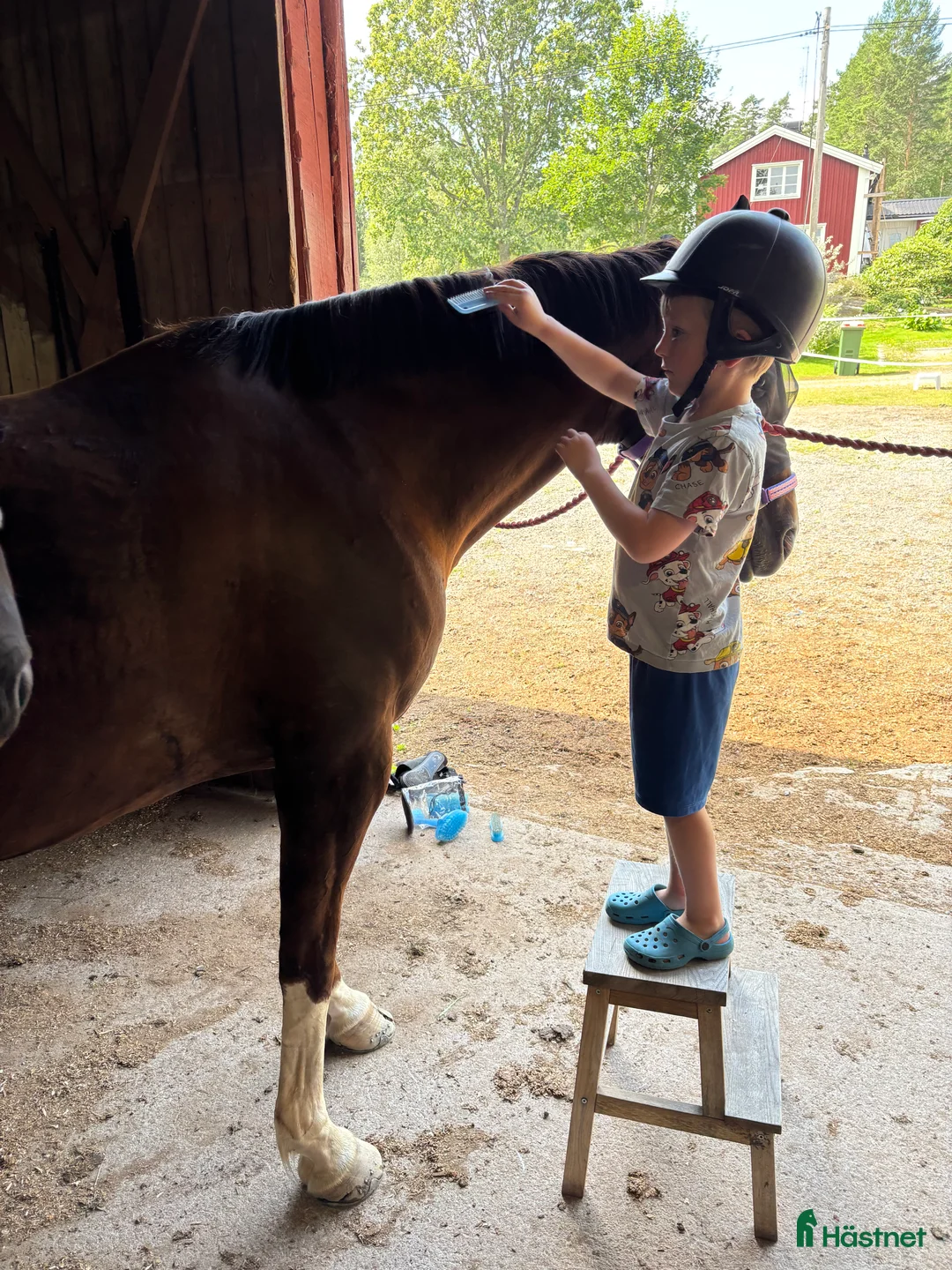 Avelshästar hästar till salu: Avelsto e: Total Hope - Annons 10