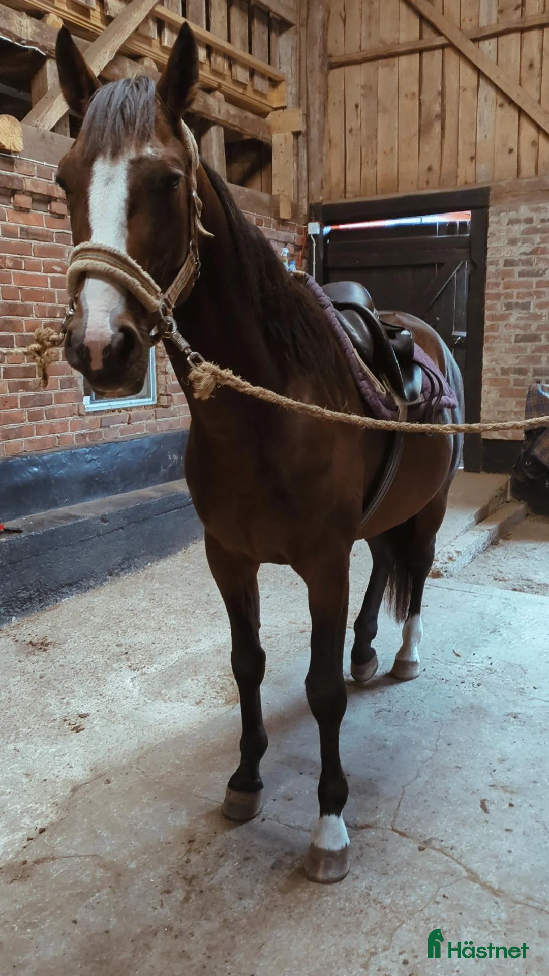  hästar Super snäll Travare Säljes i Gislaved - Annons 1