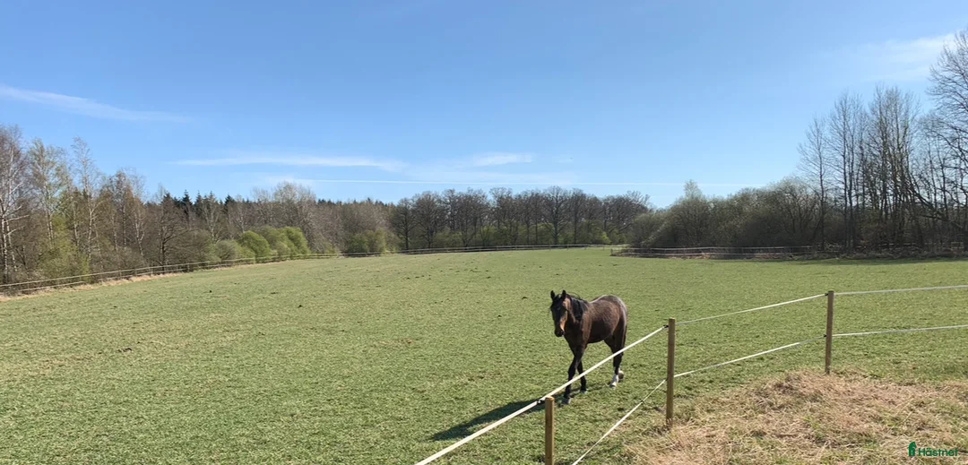  stallplats finnes: Underbar lösdrift!  - Annons 1