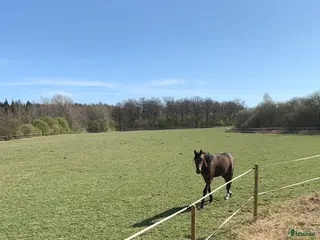 stallplats Underbar lösdrift! - Annons 4