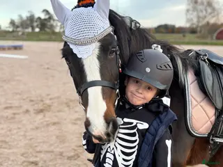 hästar Snäll B- eller C-ponny sökes i Mjölby - Annons 21