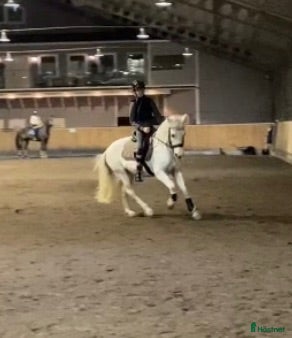  hästar Välriden dressyrponny m hjärta av guld - Annons 1