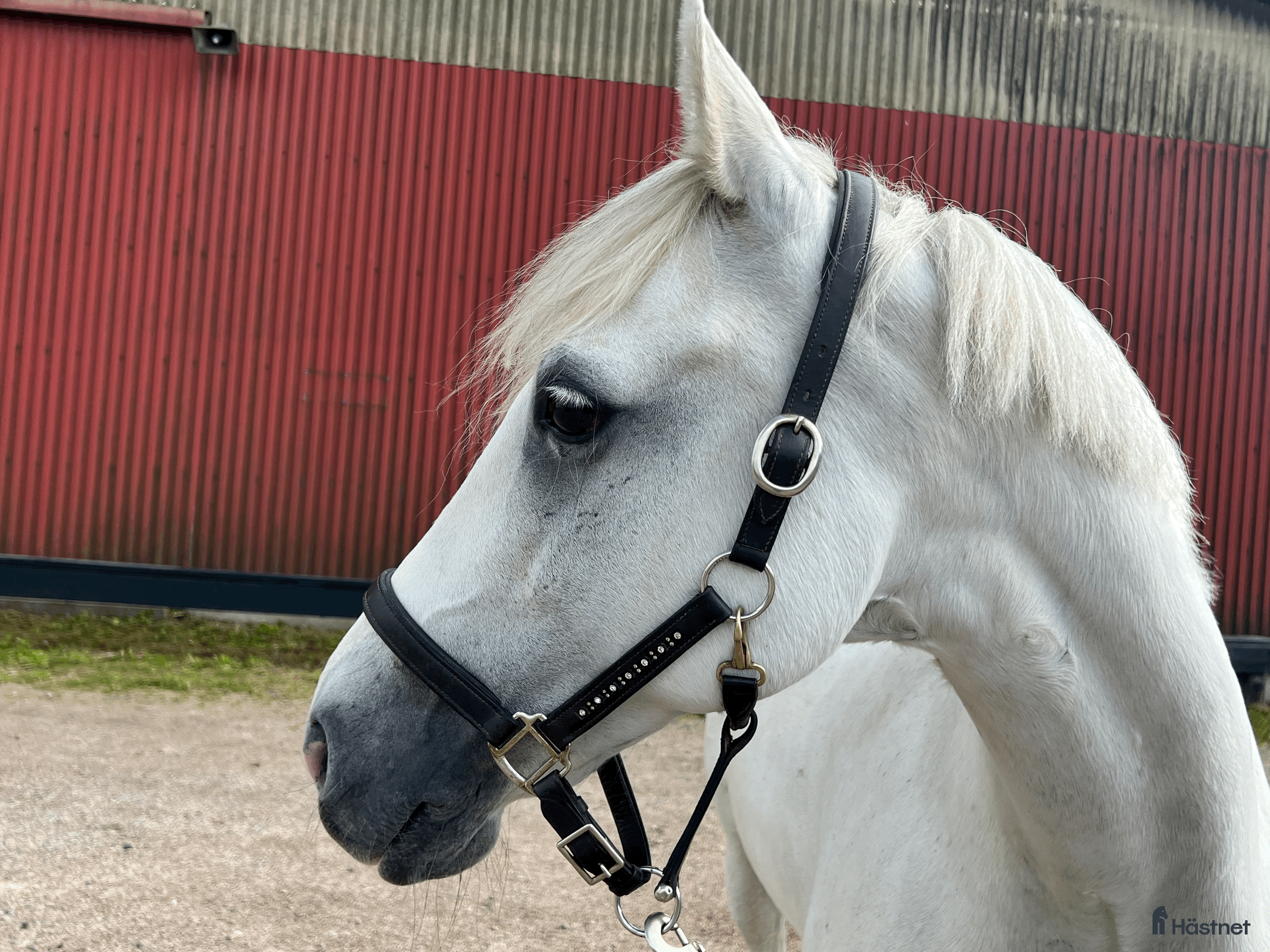  hästar Sagolik dressyrponny i Lund - Annons 9