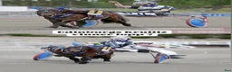 Trav hästar till salu: Elitloppsvinnaren Gransjöns Krumelur - Annons 3