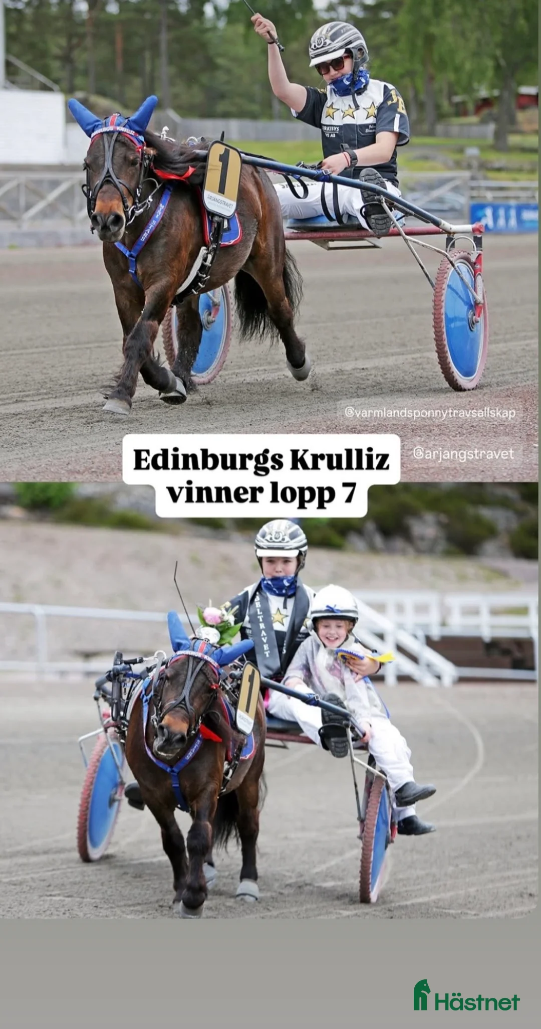 Trav hästar till salu: Elitloppsvinnaren Gransjöns Krumelur - Annons 3