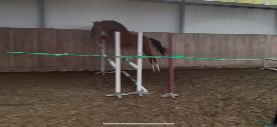 Hoppning hästar till salu: Lovande unghäst för framtiden! i Hällevadsholm - Annons 4