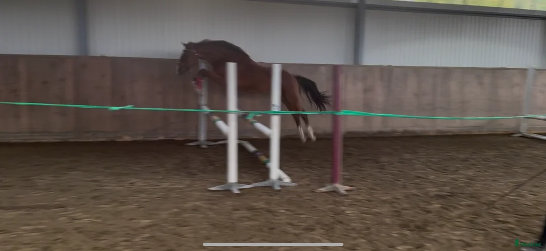 Hoppning hästar till salu: Lovande unghäst för framtiden! - Annons 4