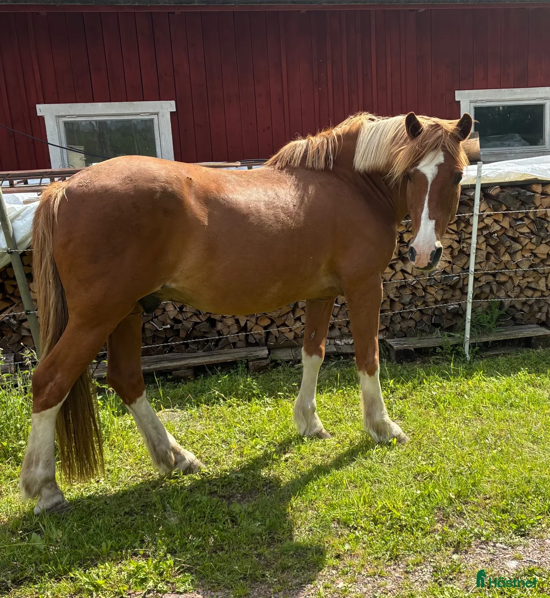 Allround hästar till salu: Fin kille söker nytt hem i Hultsfred - Annons 1