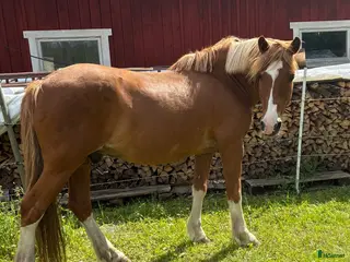 hästar Fin kille söker nytt hem - Annons 11