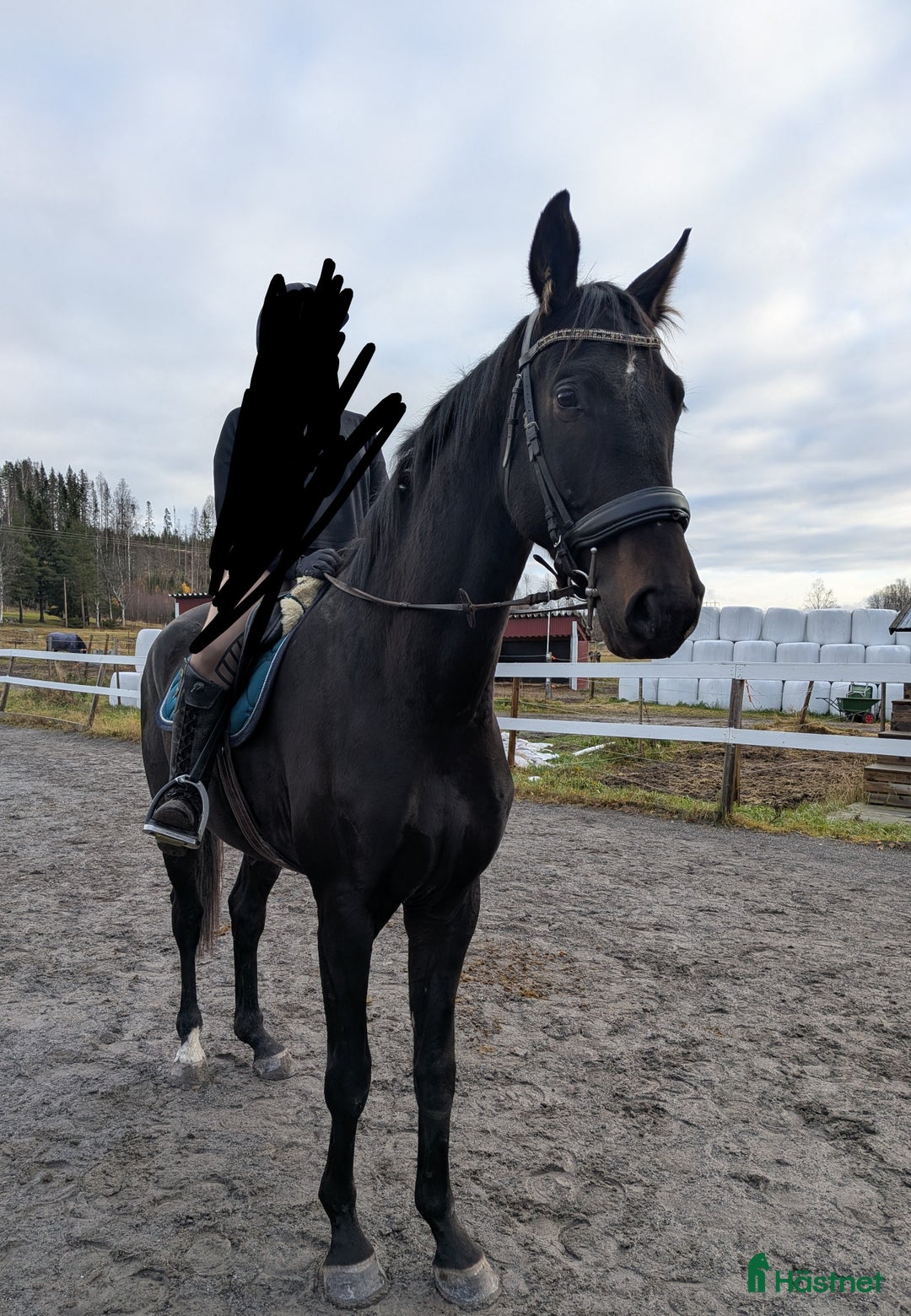 Allround hästar till salu: Unghäst med fint lynne i Bjästa - Annons 3