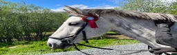 Allround hästar till salu: D-ponnyvalack säljes - Annons 10
