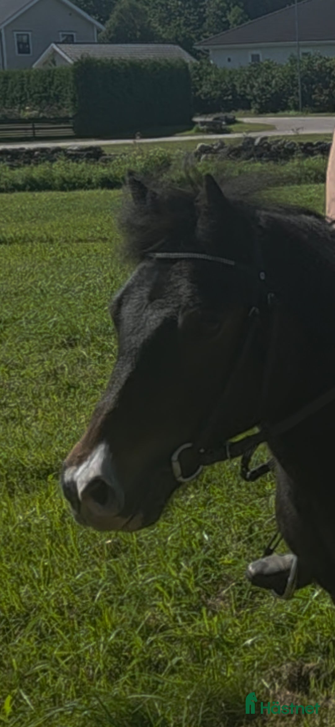 Allround hästar till salu: Supersnäll barnponny i Vintrosa - Annons 2