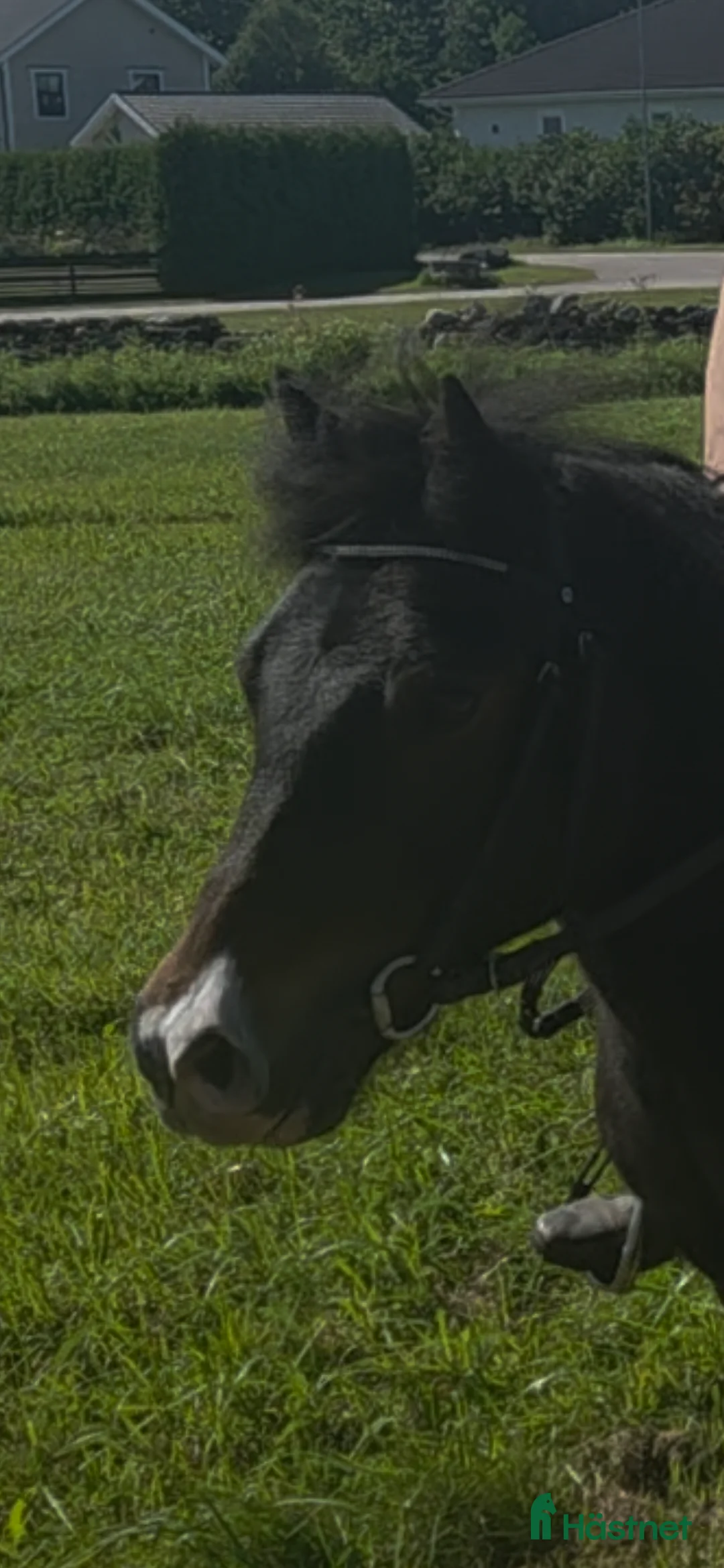 Allround hästar till salu: Supersnäll barnponny i Vintrosa - Annons 2