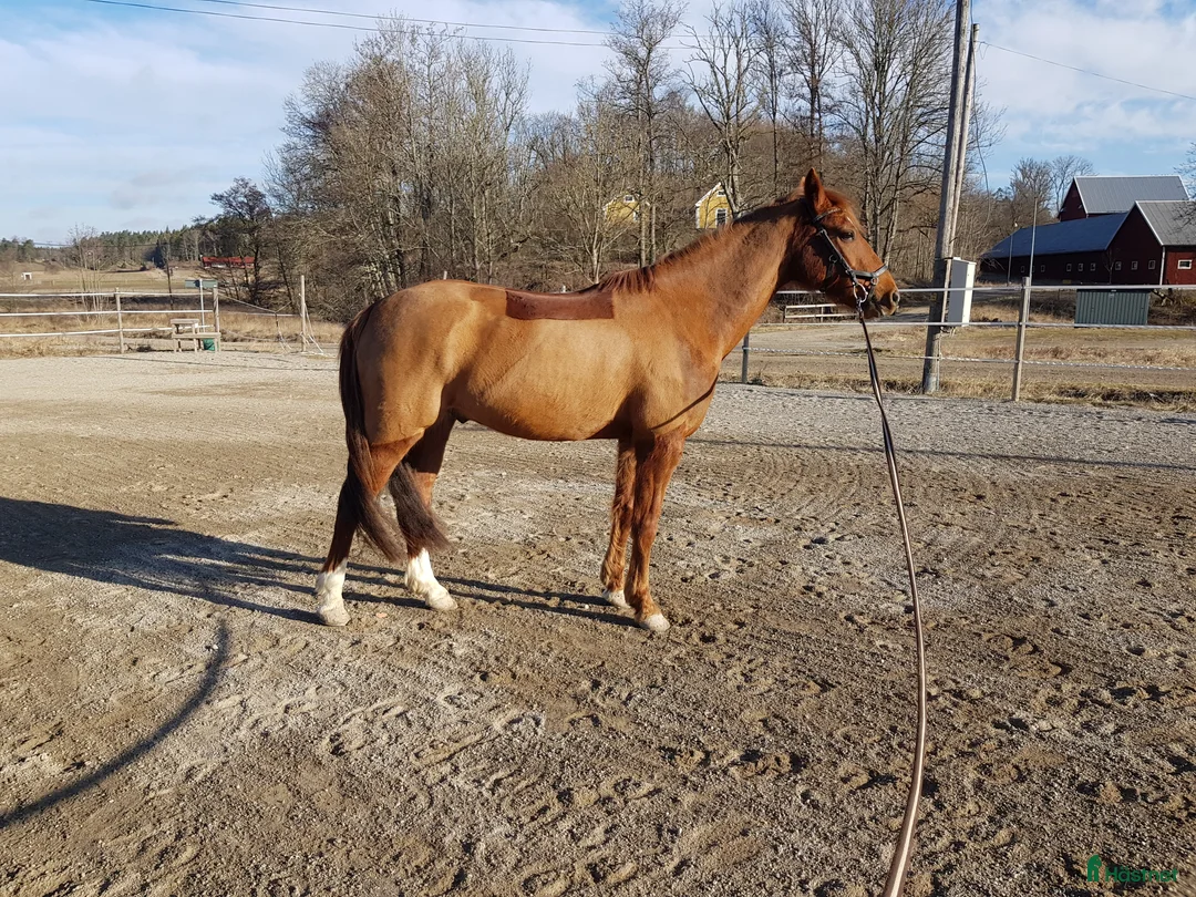 Dressyr hästar till salu: Personligt dressyrponny säljes  - Annons 2