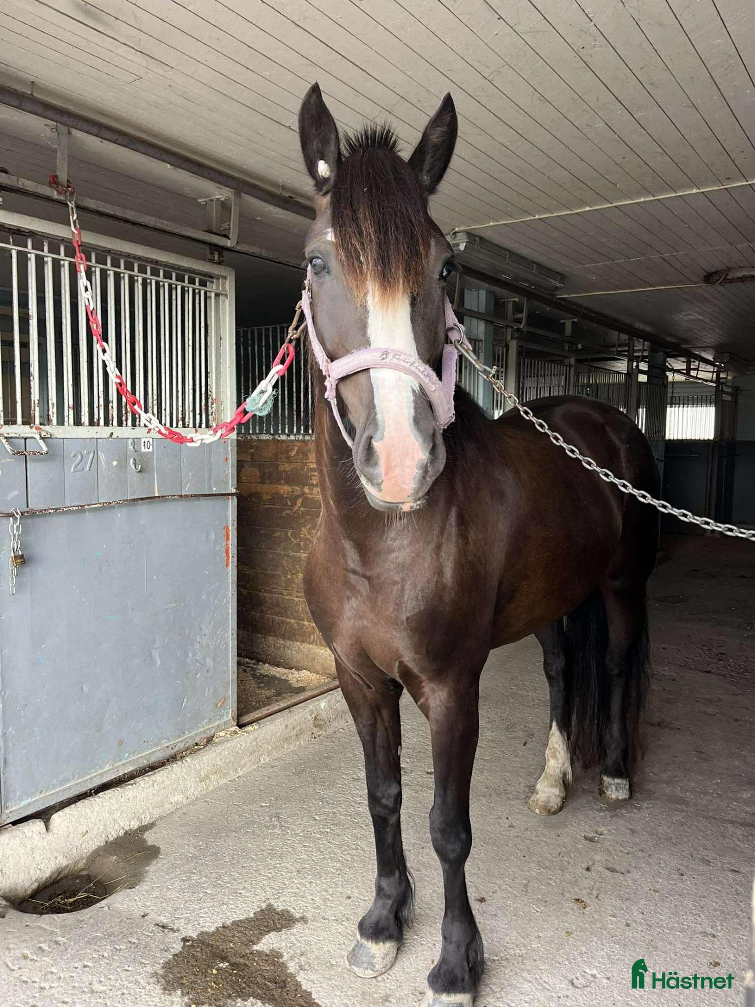  hästar Fin ridhäst - Annons 8