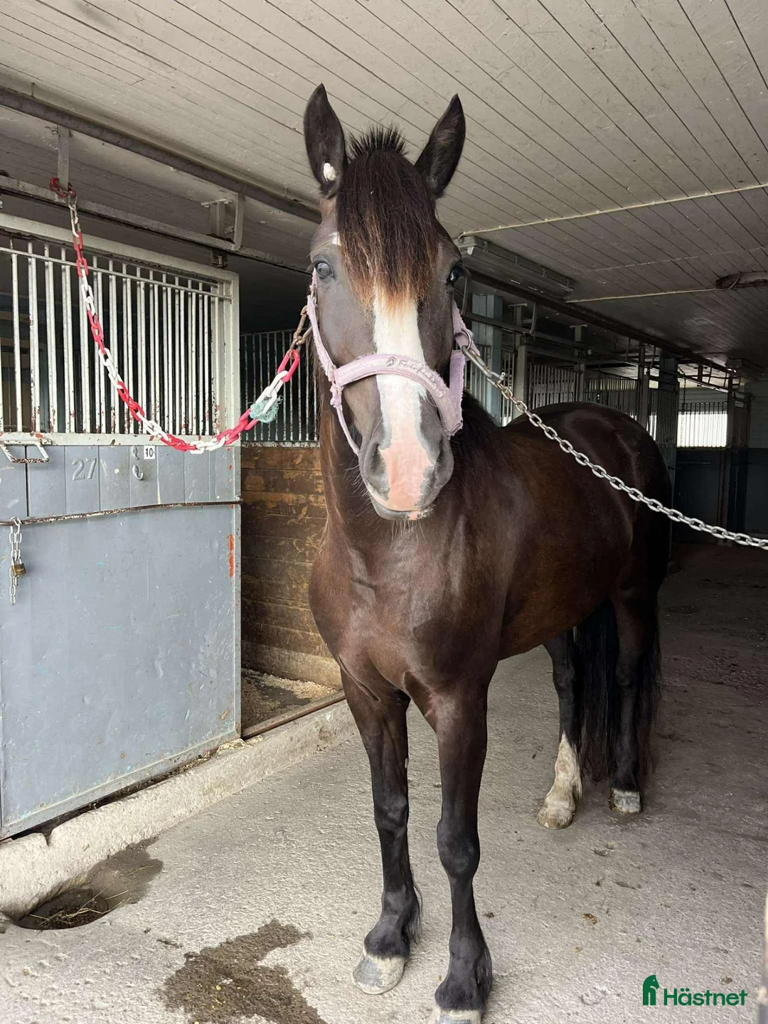 Allround hästar till salu: Fin ridhäst - Annons 1