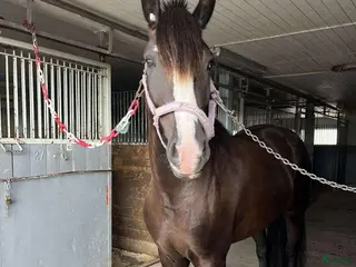 hästar Fin ridhäst - Annons 8