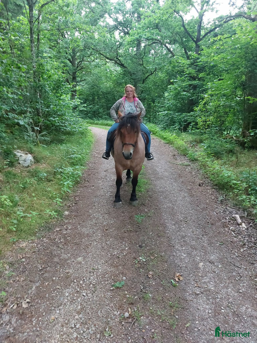 Allround hästar till salu: Ardenner mare i Brösarp - Annons 1