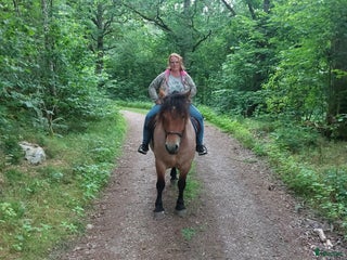 hästar Ardenner mare i Brösarp - Annons 5