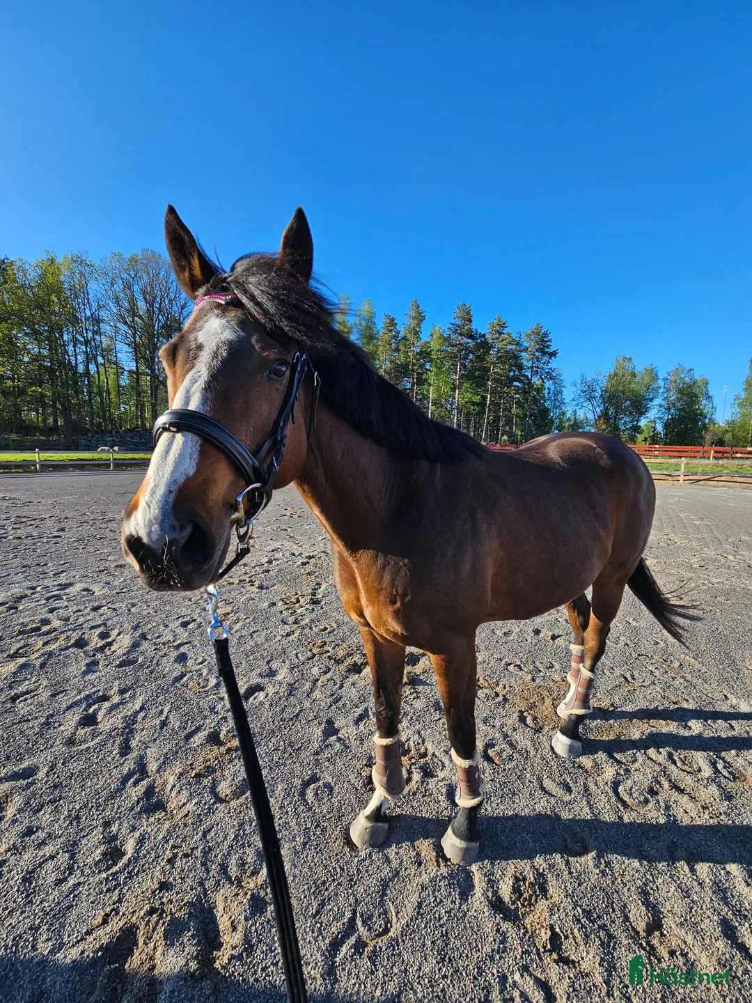 Sällskap hästar till salu: Avelsto - Annons 1