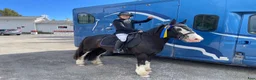 Allround hästar till salu: Diego - läromästare och tävlingsponny! i Bispgården - Annons 5