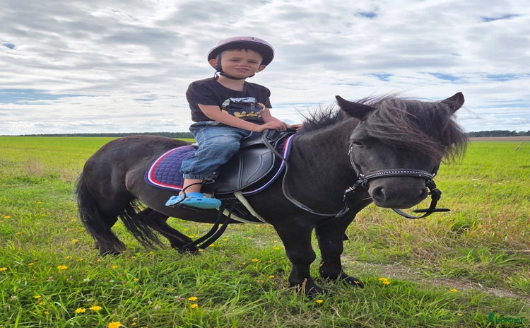  hästar i Katrineholm - Annons 7