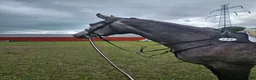  medryttarhäst finnes: Erfaren medryttare sökes - Annons 2