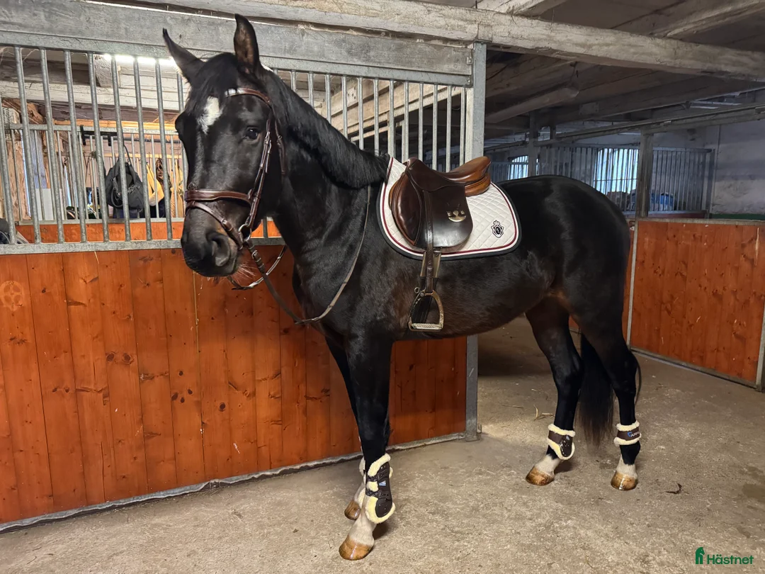 Hoppning hästar till salu: Unghäst med stor potential  - Annons 2